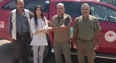 Şanlıurfa'da yaralı bulunan peçeli baykuş tedavi altına alındı