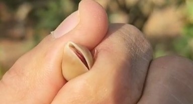 Şanlıurfa ve Siirt fıstığına rakip: Diyarbakır fıstığında hasat başladı