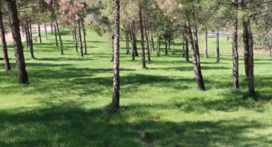 Büyükşehirde her şey daha yeşil bir Şanlıurfa için (video)