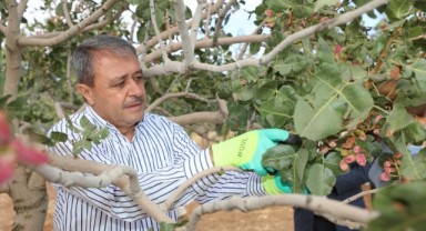 Fıstığın başkentinde hasat heyecanı (video)
