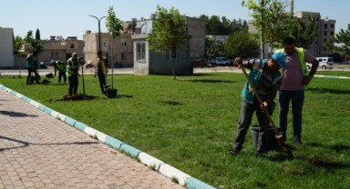 Yemyeşil bir Haliliye için ağaçlandırma çalışmaları sürüyor (Video)