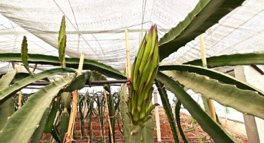 Eyyübiye Sera Kent Tropikal Meyvede Başarıya Ulaştı (video)