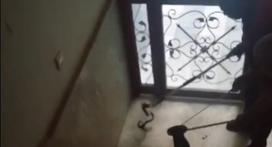 Şanlıurfa'nın Haliliye ilçesinde yılan operasyonu (video)