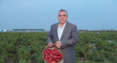 Şanlıurfa’nın tescilli lezzeti isotun hasadı yapıldı (video)