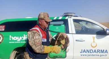 Suruç’da Jandarma Yaralı Kızıl Şahin buldu