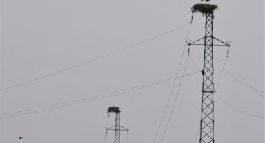 Leylekler için yuva hazırlığında sona gelindi