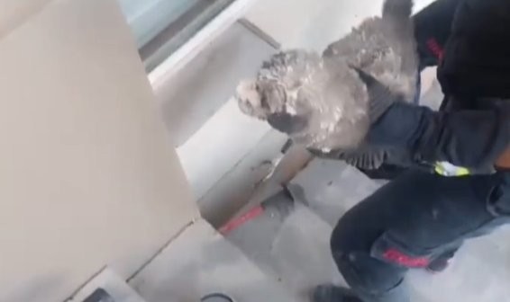 Şanlıurfa'da kolon ile duvar arasında sıkışan boncuk kurtarıldı.