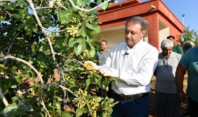 Şıldak erken fıstık hasadına katıldı (video)