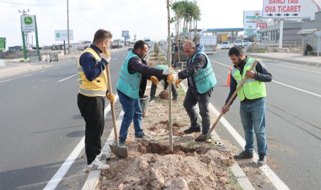 Büyükşehir daha yeşil bir Şanlıurfa için ağaçlandırma çalışmalarını sürdürüyor (video)