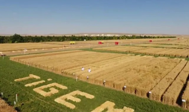 Ceylanpınar TİGEM’den 2024 Yılı Mercimek Satışı