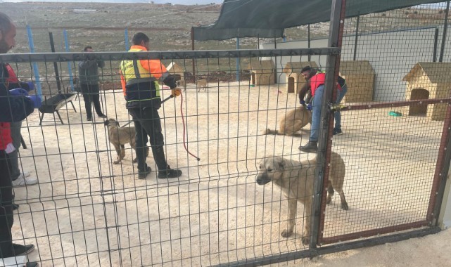 Vali Şıldak Açıkladı: Sahipsiz Hayvanlar İçin Bakımevi Seferberliği Başladı