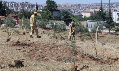 Şanlıurfa’da Orman İşgali Engellendi: Suçüstü Yakalandılar!