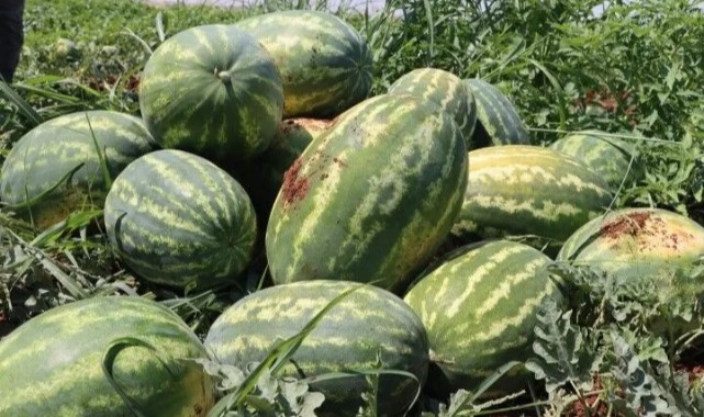 Şanlıurfa’da Tarımsal Kalkınmaya Büyükşehir İmzası!
