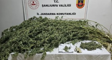 Jandarma Şanlıurfa’da Suçla Mücadelede Etkinlik Gösterdi!