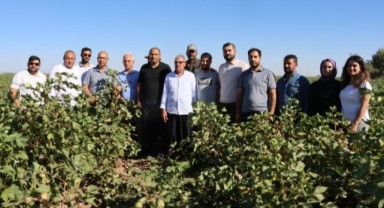 Şanlıurfa’da Çiftçilere Pamuk Tarımı Eğitimi ve Uygulama Günleri
