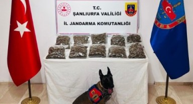 Şanlıurfa’da Narkotik Mücadelesi Kapsamında 7 Kg Skunk Ele Geçirildi