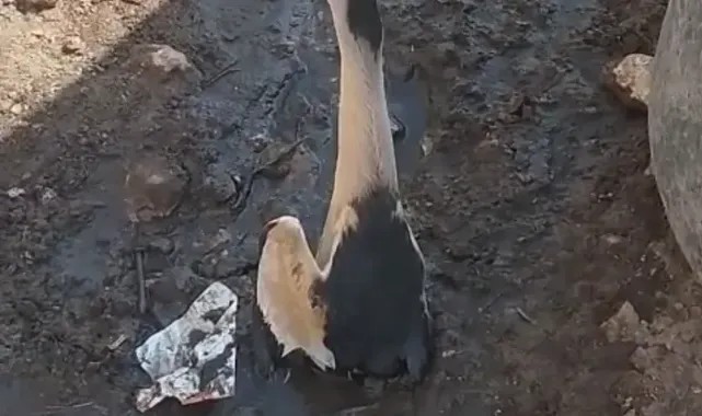 Şanlıurfa Sayburç’ta Nesli Görülmemiş Bir Kuş Türü Bulundu!