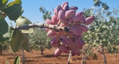 Şanlıurfa Tarım Yetkililerinden Fıstık Bahçelerine Denetim!