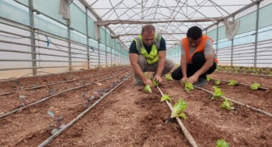 Şanlıurfa Büyükşehir Belediyesinden Çiftçilere Örnek Seracılık Projesi!