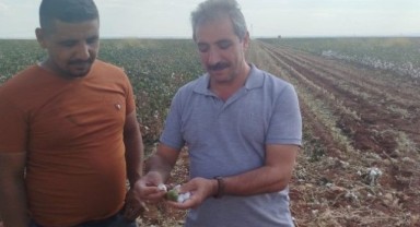 Şanlıurfa’da Pamuk Zararlısı Tehlikesi Kapıda!