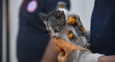 Siverek’te Minik Kedi Yavrusu Su Borusundan Güvenle Çıkarıldı!