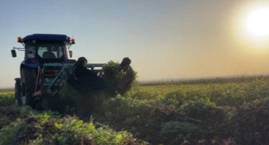 Şanlıurfa’da Çiftçi Alternatif Ürünlere Yöneldi: Yer Fıstığına Talep Artıyor!