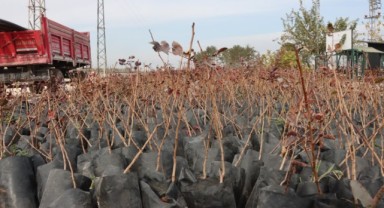 Şanlıurfa Büyükşehir Belediyesi’nden Tarımsal Üretime Büyük Destek!