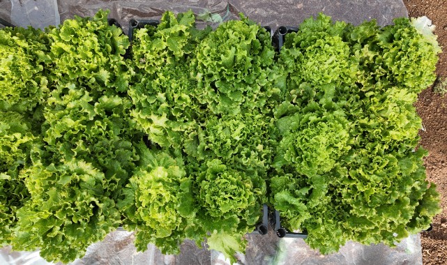 Şanlıurfa Seralarında Yetiştirilen Sebzeler Dar Gelirliye Umut Oldu!