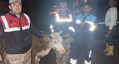 Şanlıurfa’da Çalınan Büyükbaş Hayvan Bulundu