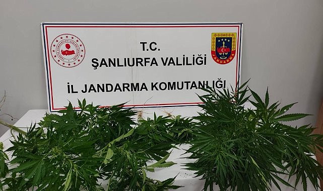 Şanlıurfa’da Jandarmadan Narkotik Operasyonu: 2 Şüpheliye İşlem