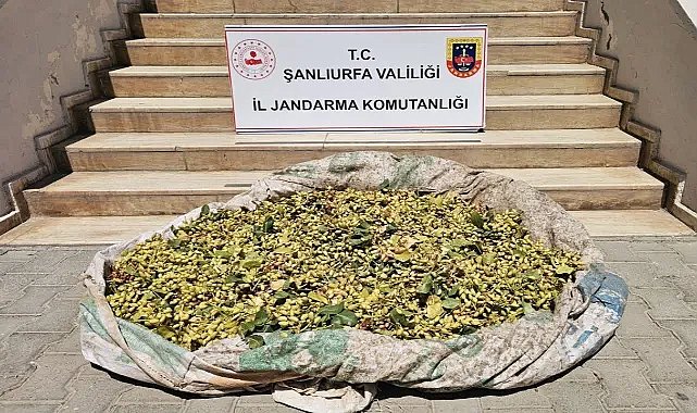 Şanlıurfa’da Fıstık Çalarken Suçüstü Yakalandılar
