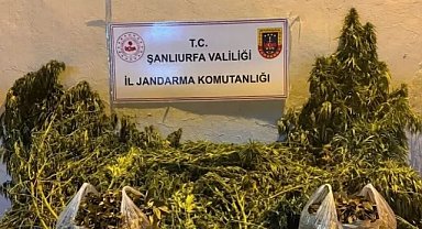 Şanlıurfa Eyyübiye’de 625 Kök Kenevir Ele Geçirildi
