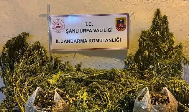 Şanlıurfa Eyyübiye’de 625 Kök Kenevir Ele Geçirildi